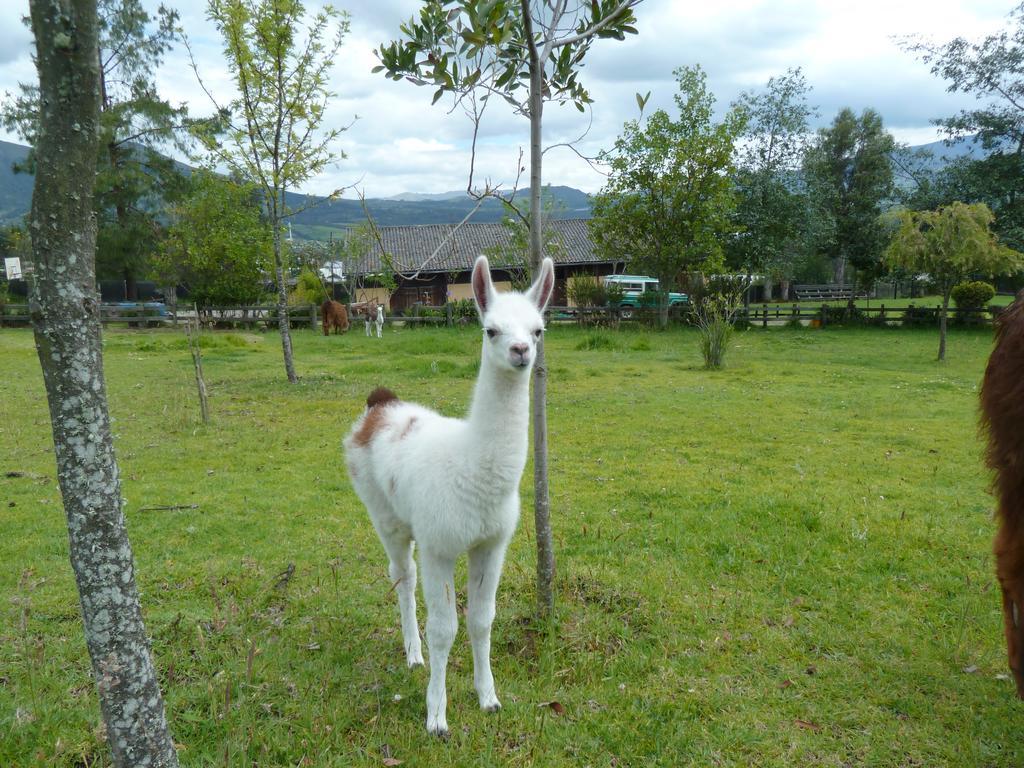 Hacienda Hosteria San Luis 카얌베 외부 사진