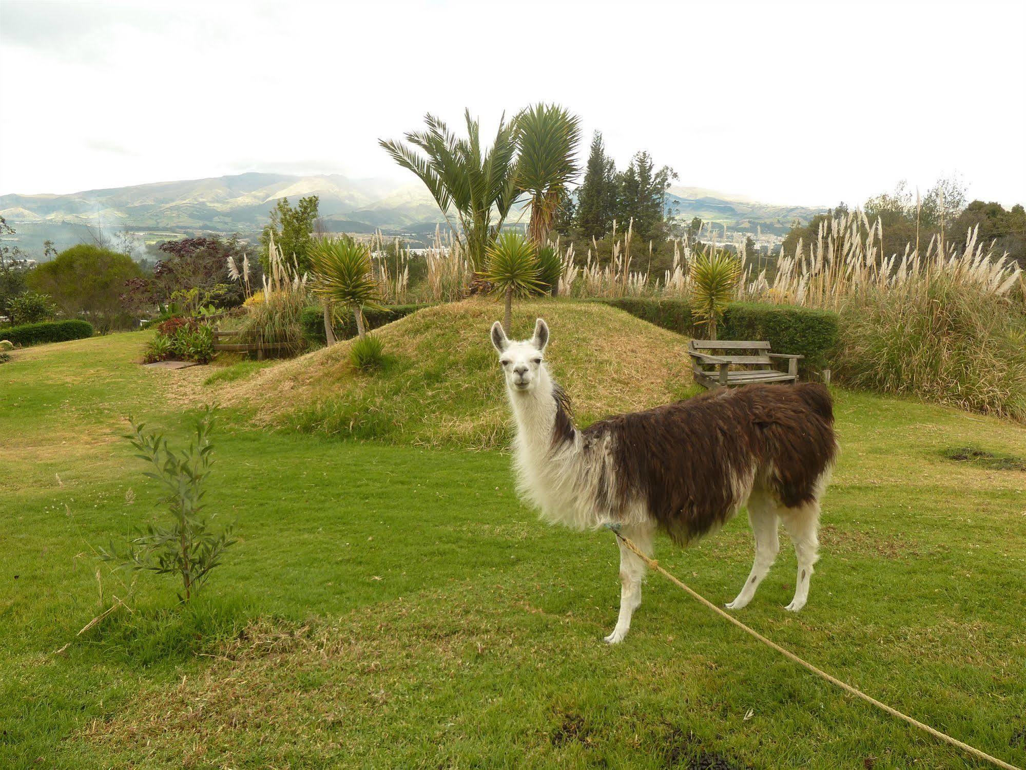 Hacienda Hosteria San Luis 카얌베 외부 사진